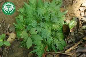 Selaginella involvens (Sw.) Spring – Quyển bá bao