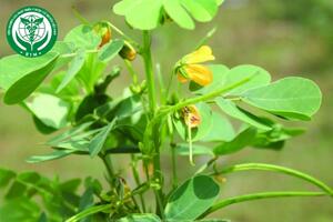 Senna tora (L.) Roxb. – Thảo quyết minh
