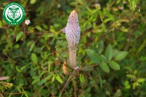 Uraria crinita (L.) Desv. ex DC. – Đuôi chồn