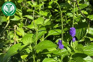 Stachytarpheta jamaicensis (L.) Vahl – Đuôi chuột