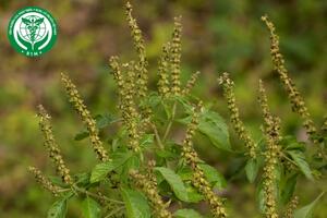 Ocimum gratissimum L.  – Hương nhu trắng