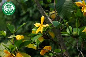 Gardenia sootepensis Hutch. – Dành dành thái