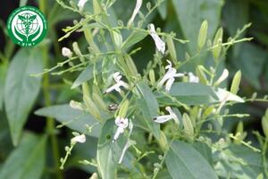 Andrographis paniculata - Xuyên tâm liên