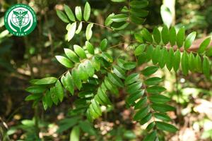 Eurycoma longifolia Jack - Mật nhân