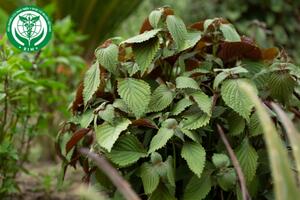 Perilla frutescens (L.) Britton - Tía tô