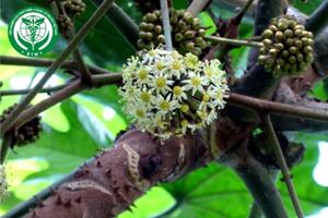 Trevesia palmata (Roxb. ex Lindl.) Visan. - Đu đủ rừng