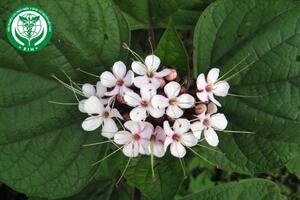Clerodendrum petasites (Lour.) S. Moor - Bạch đồng nữ