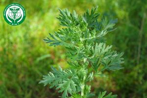 Artemisia vulgaris L. - Ngải cứu