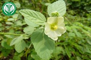Sida cordifolia L. - Ké trắng