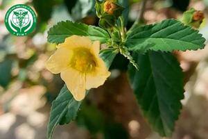 Sida rhombifolia L. - Ké hoa vàng