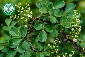 Dalbergia rimosa Roxb. - Trắc dây