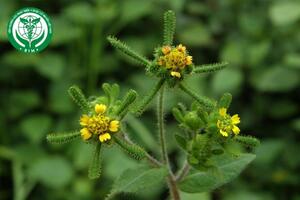 Sigesbeckia orientalis L. - Hy thiêm