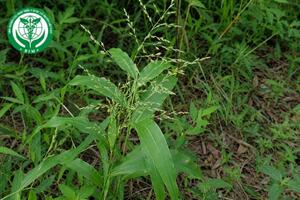 Centotheca lappacea (L.) Desv. - Cỏ móc