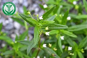 Hedyotis diffusa Willd. - Bạch hoa xà thiệt thảo