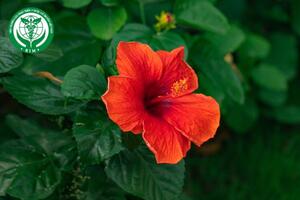 Hibiscus rosa-sinensis L. - Dâm bụt
