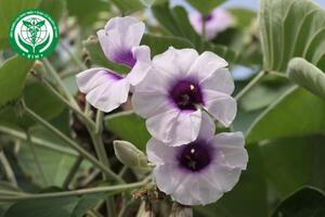Argyreia nervosa (Burm. f.) Bojer - Thảo bạc gân