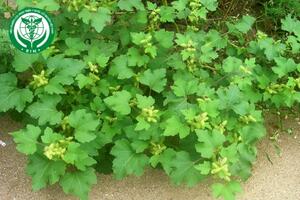 Xanthium strumarium L. - Ké đầu ngựa