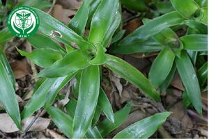 Callisia fragrans (Lindl.) Woodson - Lược vàng