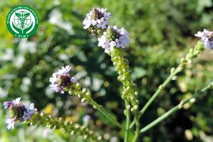 Verbena officinalis L. - Cỏ roi ngựa