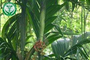 Areca triandra Roxb. ex Buch.-Ham. - Cau rừng