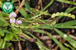 Desmodium gangeticum (L.) DC. - Thóc lép