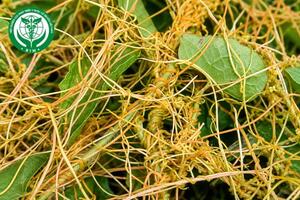 Cuscuta australis R.Br. - Tơ hồng nam