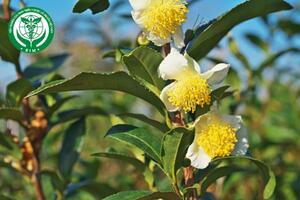 Camellia sinensis (L.) Kuntze – Chè