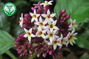 Chassalia curviflora (Wall.) Thwaites – Đơn tướng quân