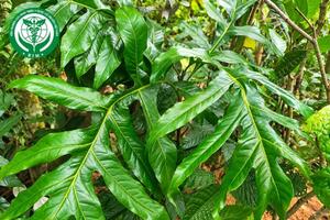 Heliciopsis lobata (Merr.) Sleumer – Bàn tay ma
