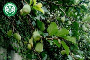 Ficus pumila L. – Trâu cổ