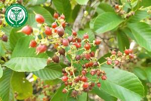 Tetracera scandens (L.) Merr. – Chạc chìu