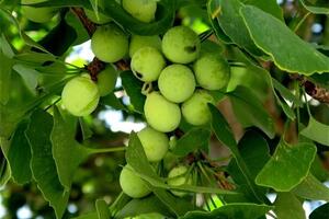 Bài thuốc y dược cổ truyền từ cây bạch quả chữa viêm phế quản, ho đờm