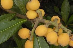 Những bài thuốc dân gian phòng bệnh thiếu máu cơ tim