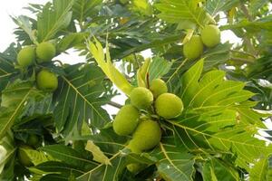 Rễ cây sa kê, vị thuốc chữa thống phong