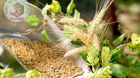 SKĐS-Hoa bia và những khám phá trong điều chế thuốc chữa bệnh