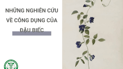 Những nghiên cứu về công dụng của đậu biếc