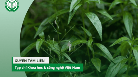 KH&CN Việt Nam - Tác dụng của Xuyên tâm liên trong phòng chống Covid-19