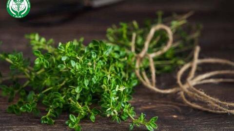 Những lý do để trồng cỏ xạ hương làm thực phẩm và dược liệu chăm sóc sức khỏe