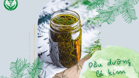 Dầu dưỡng lá kim tốt cho cơ thể và tâm trí