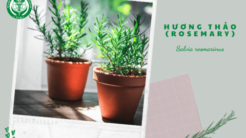 Trồng cây hương thảo đi! Rất đơn giản và hữu ích đấy!