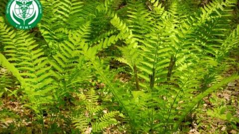 SKĐS - Ăn dương xỉ có giúp con người sống sót không?