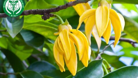 Tinh dầu ngọc lan tây giúp tăng cường sức khỏe tim mạch, tâm trạng và năng lượng