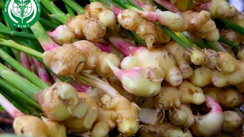 Lịch sử phát triển của Gừng
