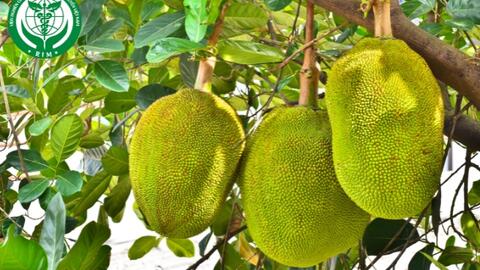 Lợi ích đáng chú ý của quả mít