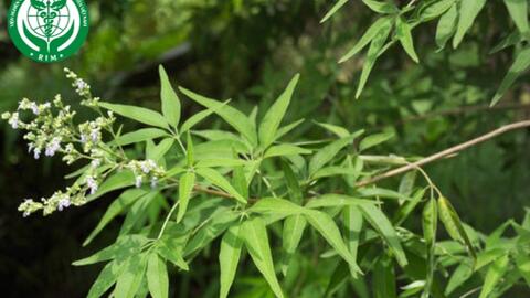 Vitex negundo - Ngũ chảo