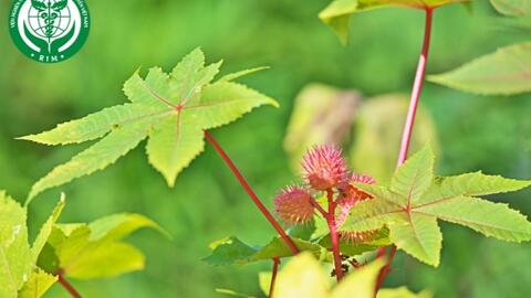 Ricinus communis L. - Thầu dầu