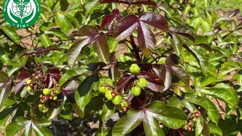 Jatropha gossypiifolia L. – Dầu lai tía