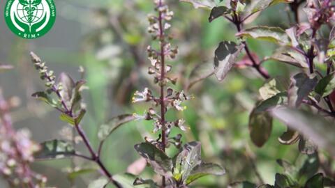 Ocimum tenuiflorum L. –  Hương nhu tía