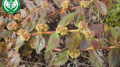 Euphorbia hirta L. – Cỏ sữa lá lớn