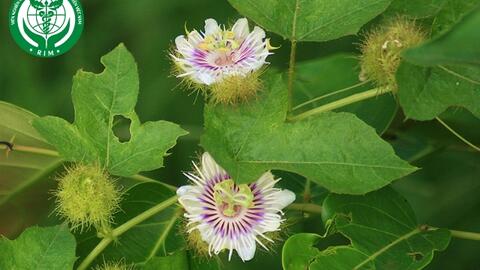 Passiflora foetida L. – Lạc tiên